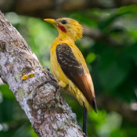 Cream-colored Woodpecker